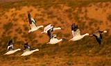 Snow Goose Fly-Out_73950